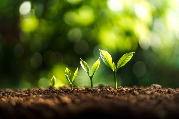 istock Tree Growth In nature And beautiful morning 1321636146