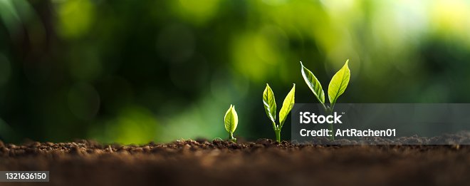 istock Tree Growth In nature And beautiful morning 1321636150
