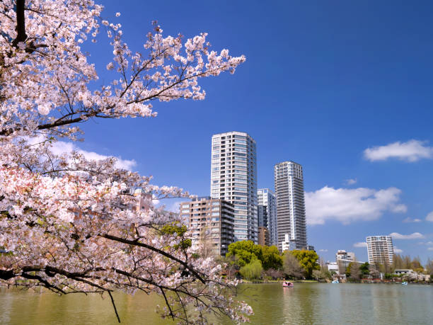 Cherry blossoms in full bloom and Shinobazu Pond, Ueno Park, Tokyo Cherry blossoms in full bloom and Shinobazu Pond, Ueno Park, Tokyo shinobazu pond stock pictures, royalty-free photos & images