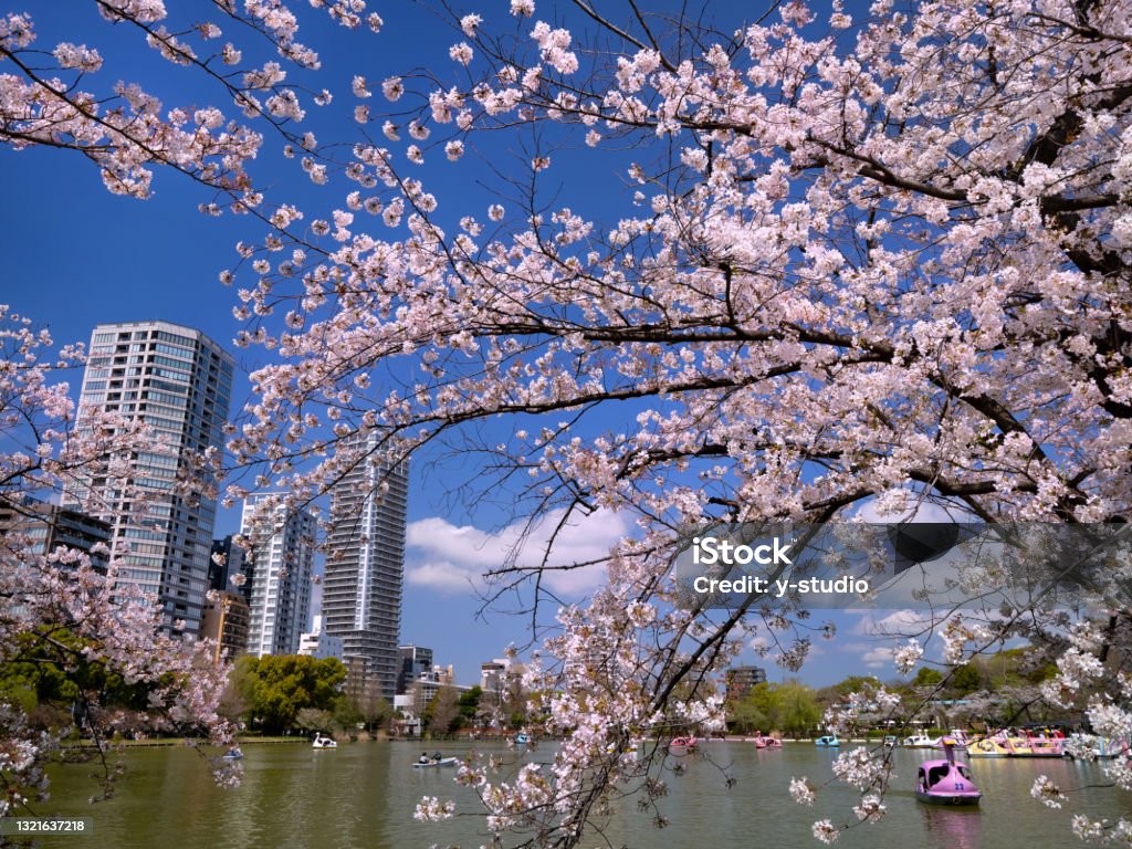 Cherry blossoms in full bloom and Shinobazu Pond, Ueno Park, Tokyo Ueno Park Stock Photo