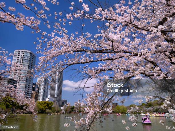 Cherry Blossoms In Full Bloom And Shinobazu Pond Ueno Park Tokyo Stock Photo - Download Image Now