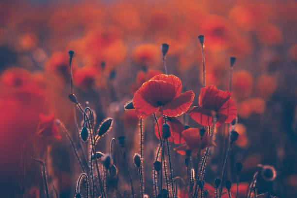istock Vivid poppy field 1321637622