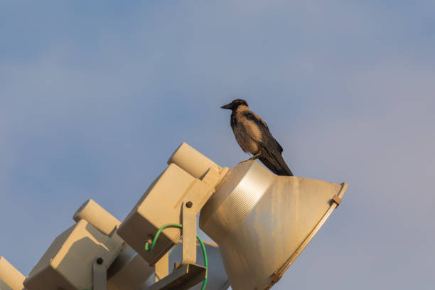 Closeup view of one hooded crow on a big projectors Closeup view of one hooded crow on a big projector at sunrise on the sky background fish crow stock pictures, royalty-free photos & images