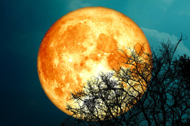 istock full buck blood moon and silhouette tree in the night sky 1321641895