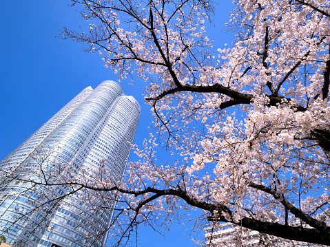 Roppongi Hills and cherry blossoms in full bloom. Taken in Minato-ku, Tokyo in March 2021.
