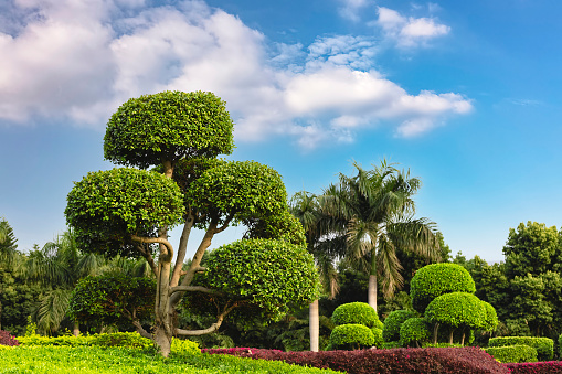 Topiary art in park design. Trimmed trees and shrubs in a summer city park. Evergreen landscape park.