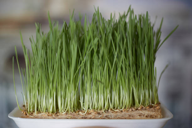 istock Sprouting Microgreens. Sprouting dish for green shoots. Seed Germination at home. Vegan and healthy eating concept. Germinated Wheat Micro greens. Sprouted grain. Growing sprouts. Natural food. 1321646270