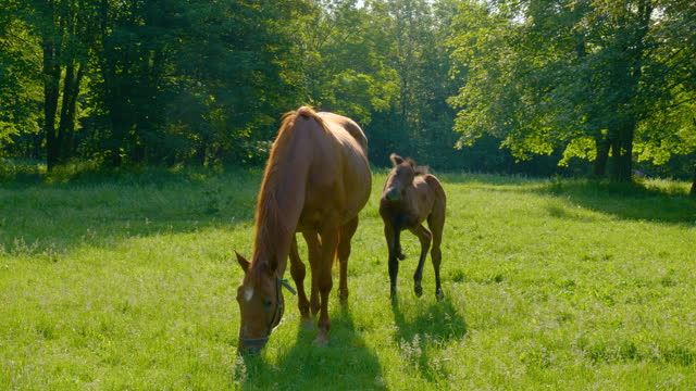 Horse and foal in the morning pasture