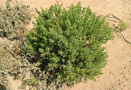 Baccharis Tola Plants, an Unique Desert Plants in Puna Grassland, Andean Altiplano, Bolivia, South America