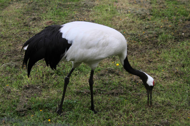 istock A close up of a Red Crowned Crane 1321649958