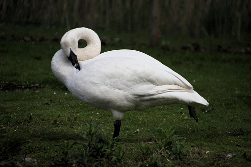 A close up of a Trumpeter Swan at Martin Mere Nature Reserve