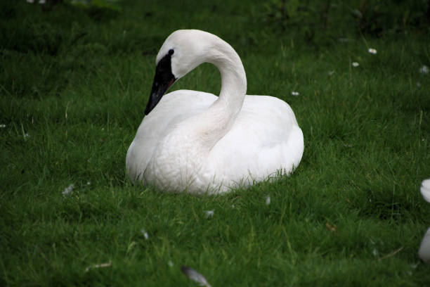 istock A close up of a Trumpeter Swan 1321650080