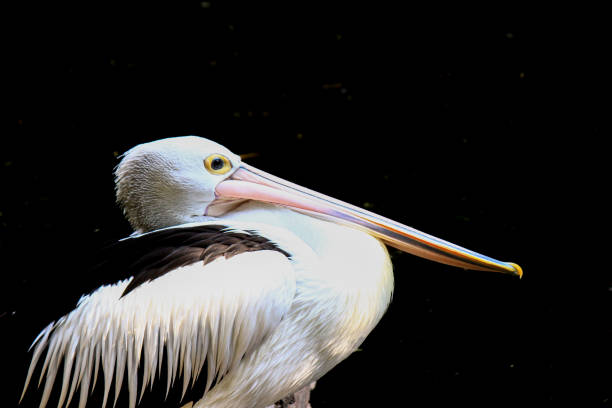 istock Close-Up Of Pelican 1321650934