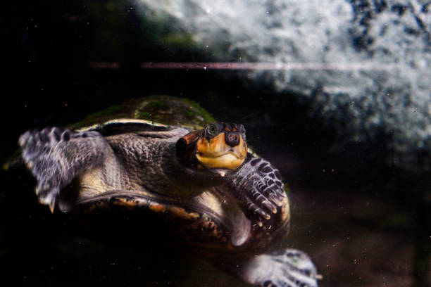 istock freshwater tortoises swimming 1321651053