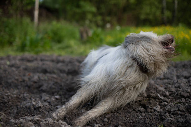 The dog walks in nature. White shaggy terrier. The pet is happy on the street. Walking the dog.