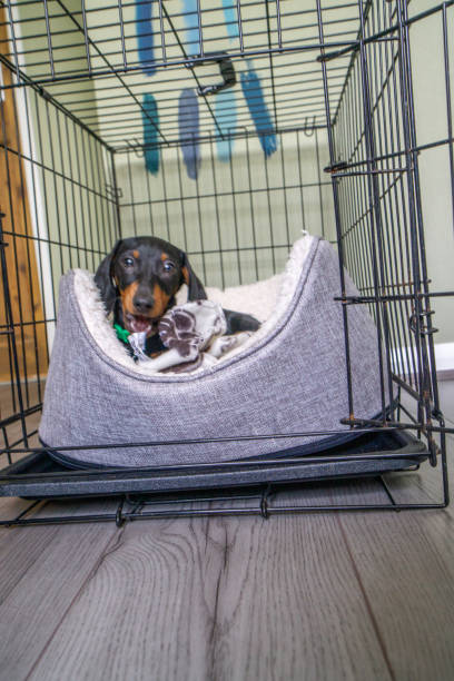 istock Dachshund puppy sitting on his bed 1321651673