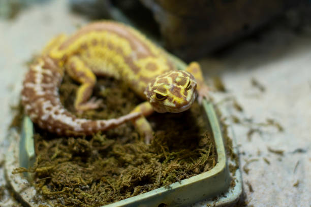 istock Lizard in the terrarium. Lizards care. 1321651697