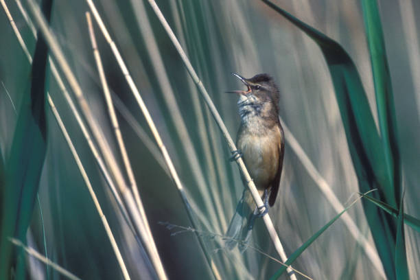 Marsh Warbler Marsh Warbler also called Sedge warbler Acrocephalus palustris marsh warbler stock pictures, royalty-free photos & images