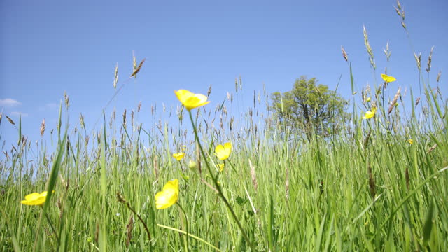 Buttercups and long grass blowing gently in the wind. Blue sky and oak tree.