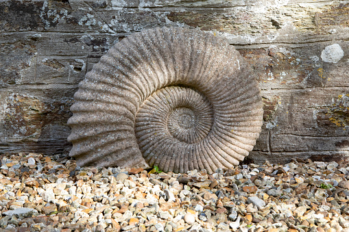 portrait of a marine fossil, shaped like a conch, portrayed on a black background, we highlight the texture of the relic