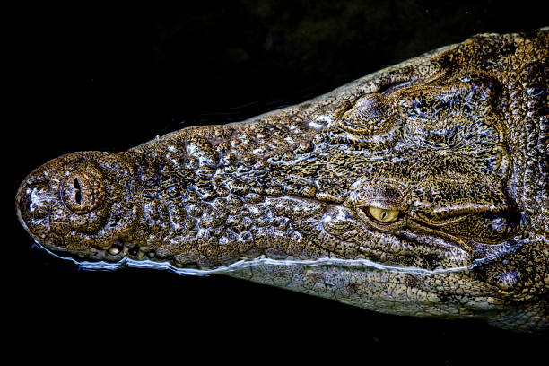 istock close-up of crocodile in water 1321656941