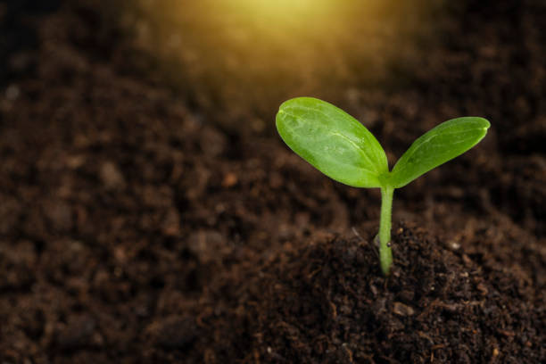 Seedlings growing in soil on black