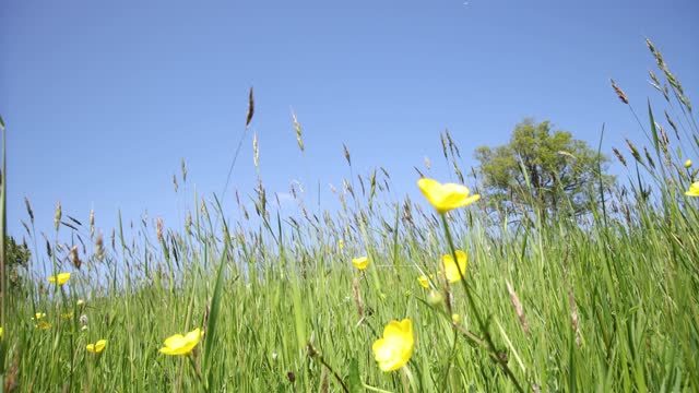 Long grass and buttercups blowing gently in the wind. Blue sky and oak tree.