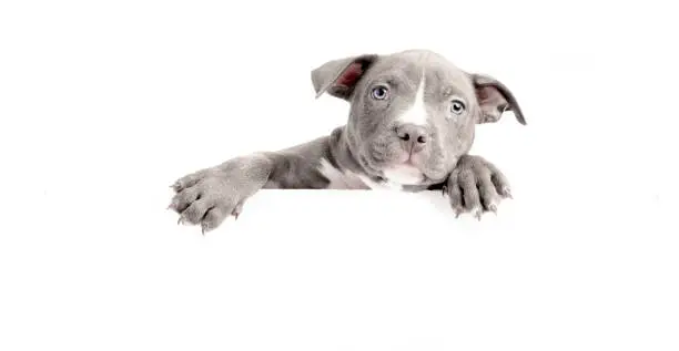 Photo of American Bully puppy on white background