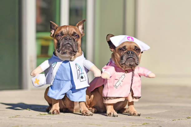70+ Dog Nurse Costume Stock Photos, Pictures & Royalty-Free Images