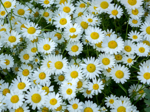 istock daisies bloomed in the spring in Bulgaria 1321659384