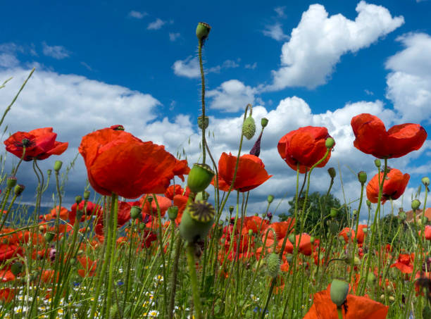 istock poppies bloomed in the spring in Bulgaria 1321659435