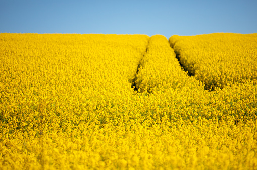 Close up of yellow field of rapeseed