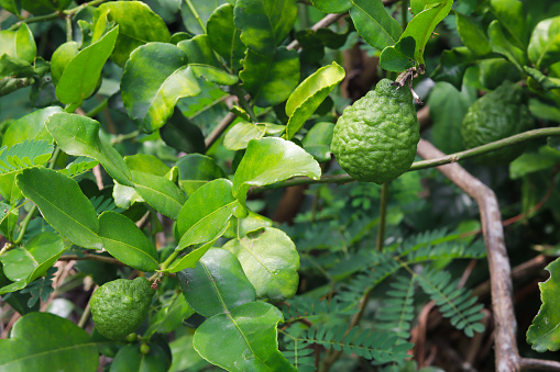 kaffir lime on the tree in the garden with many green leaves.