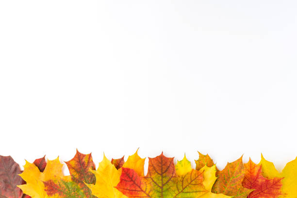 istock Frame made of colourful autumn leaves isolated on white table. Fall concept. Flat lay 1321663015