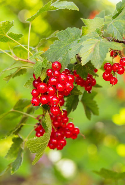 istock Ripe red currants (Ribes rubrum) in homemade garden. 1321663941