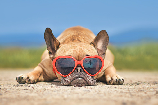 Lovely French Bulldog dog wearing red heart shaped sunglasses in summer  lying down