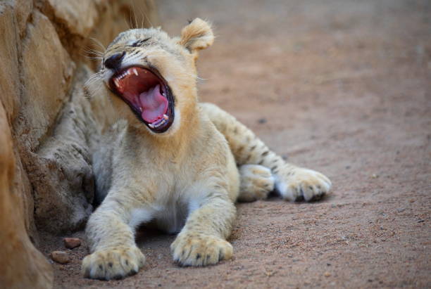 istock Lion Cub roars, Limpopo, South Africa 1321667306