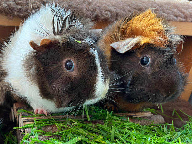 Close-up image of young, female, short hair abyssinian guinea pigs eating cut grass, indoor enclosure, focus on foreground Stock photo showing close-up view of an indoor enclosure containing young, short hair, sow, abyssinian guinea pigs feeding on cut grass. flared nostril photos stock pictures, royalty-free photos & images