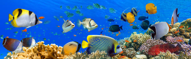 istock Tropical Fish and Coral Reef - panorama 1321669423