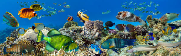 istock Tropical Fish and Coral Reef - panorama 1321669425