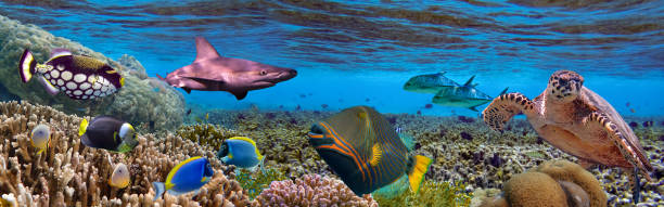 istock Tropical Fish and Coral Reef - panorama 1321669520
