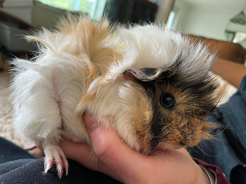 Stock photo showing a young, orange, black and white long-hair, sow, abyssinian guinea pig that is housed indoors, being held by an unrecognisable person.