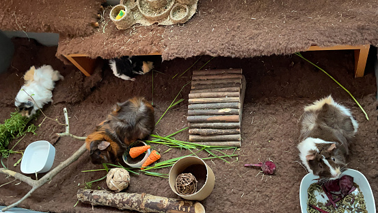 Stock photo showing an elevated view of an indoor enclosure containing young, short hair, sow, abyssinian guinea pigs feeding on cut grass and seeds.