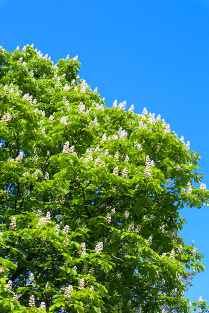istock Flowers of a chestnut tree. 1321672520