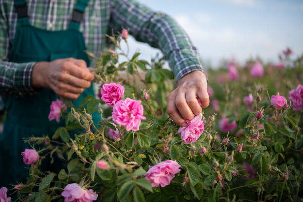 istock Unrecognisable farmer picking up rosa damascena 1321673876