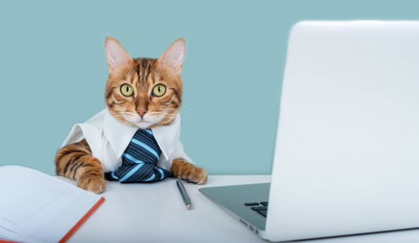 istock Bengal cat in a shirt and tie sits at a work table. Office worker 1321674224