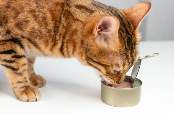 istock Bengal cat eats from an open tin can cat food with tuna 1321674344