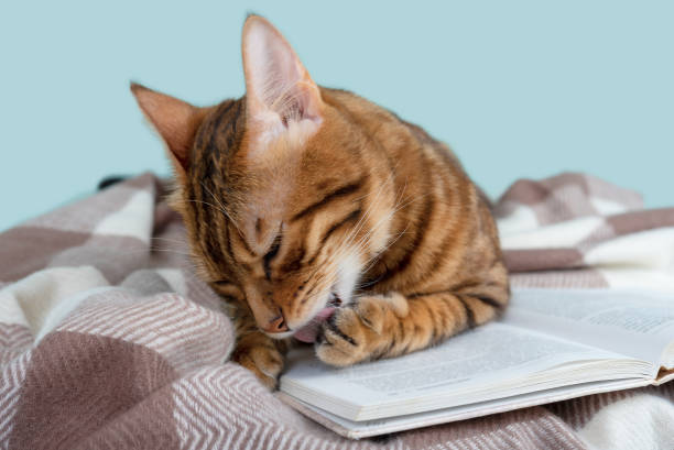 istock Bengal cat washes, licks the raised front paw, lying on a soft blanket 1321674627
