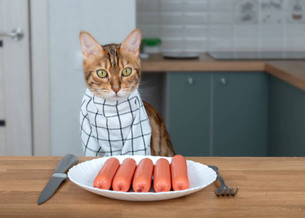 istock Bengal cat in a napkin around his neck eats sausages from a white plate. 1321674689