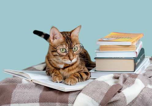 Funny bengal cat in glasses reading a book, education concept